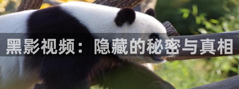 藍(lán)莓視頻2021最新版：黑影視頻：隱藏的秘密與真相